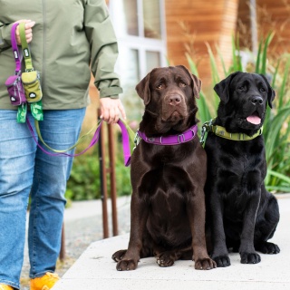 DOG Copenhagen Urban Explorer Collar